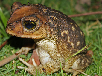Druppelpad, Spotted toad