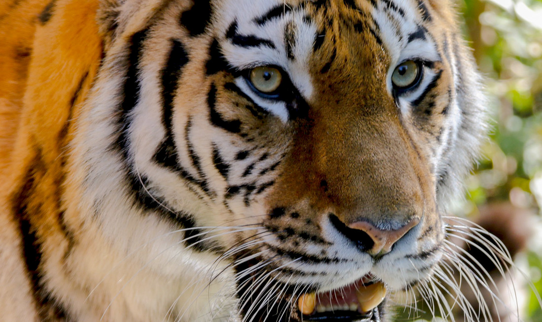 Niet elk dier houdt zich aan de regel. Hier zie je dat een tijger ronde pupillen heeft, terwijl hij toch een roofdier is. 