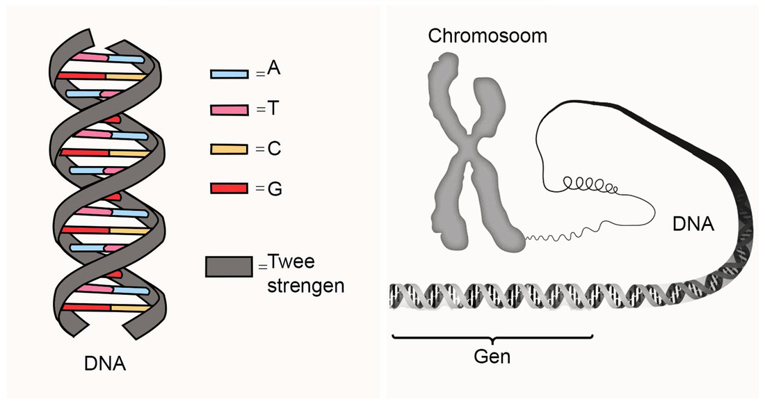 Links: DNA met de vier basen: A, T, C en G. Zie jij de basenparen?  Rechts: DNA zit in chromosomen opgeslagen (hier schematische weergave menselijk chromosoom). Een stuk DNA dat codeert voor één eigenschap heet een gen. 