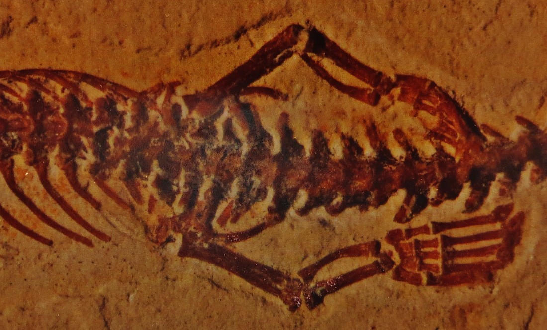 Achterpoten fossiel Tetrapodophis amplectus