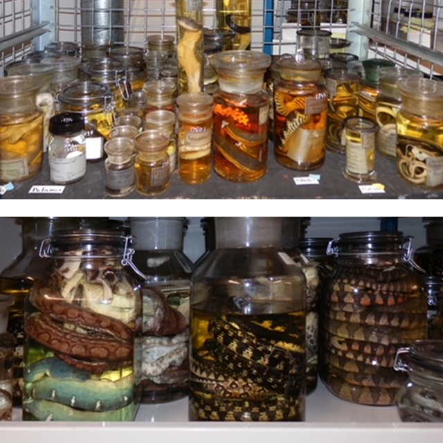Bij Naturalis bewaren we een grote collectie slangen, waaronder veel adders uit Europa. Deze collectie wordt gebruikt voor onderzoek. 