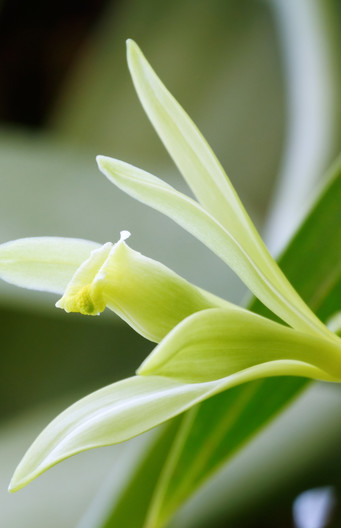 Vanille-orchidee