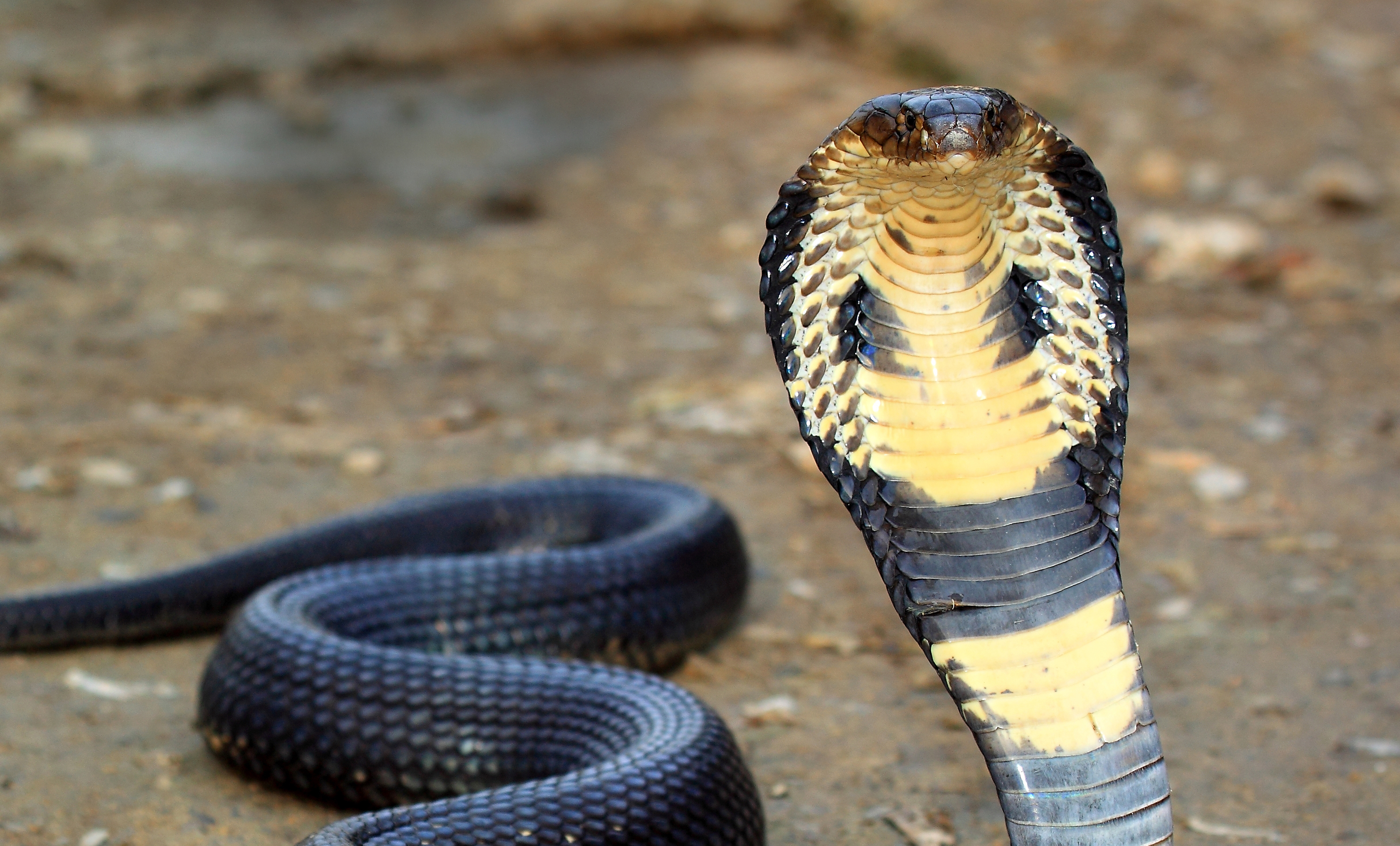 cobra - Google zoeken  King cobra snake, Cobra snake, King cobra