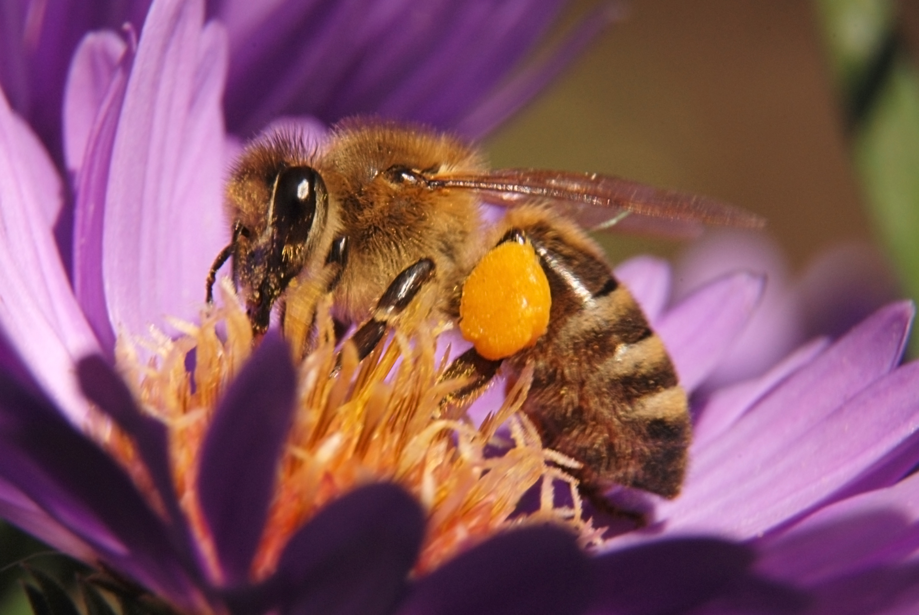 Handig bepakte bijen | Natuurwijzer