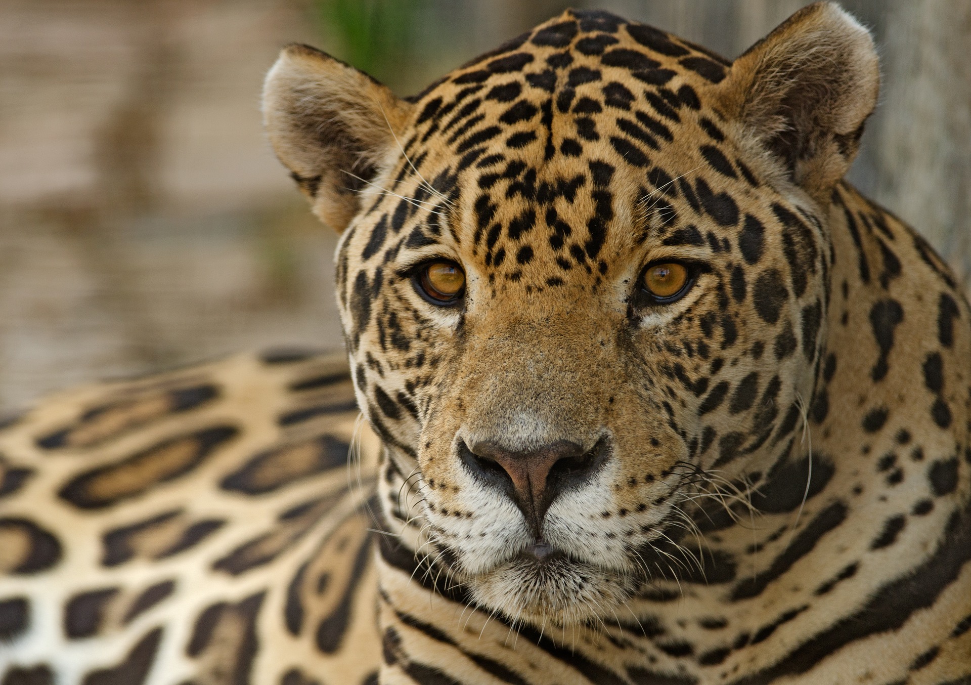 jaguar: onmisbaar in de Amazone Natuurwijzer