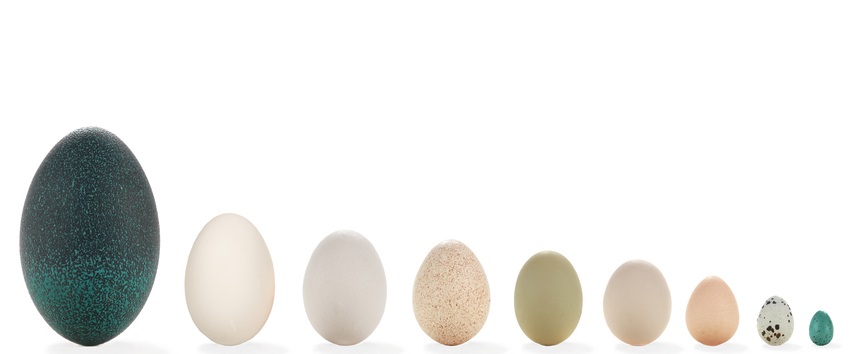 enkel spuiten Vervolg Diverse eieren van groot naar klein | Natuurwijzer