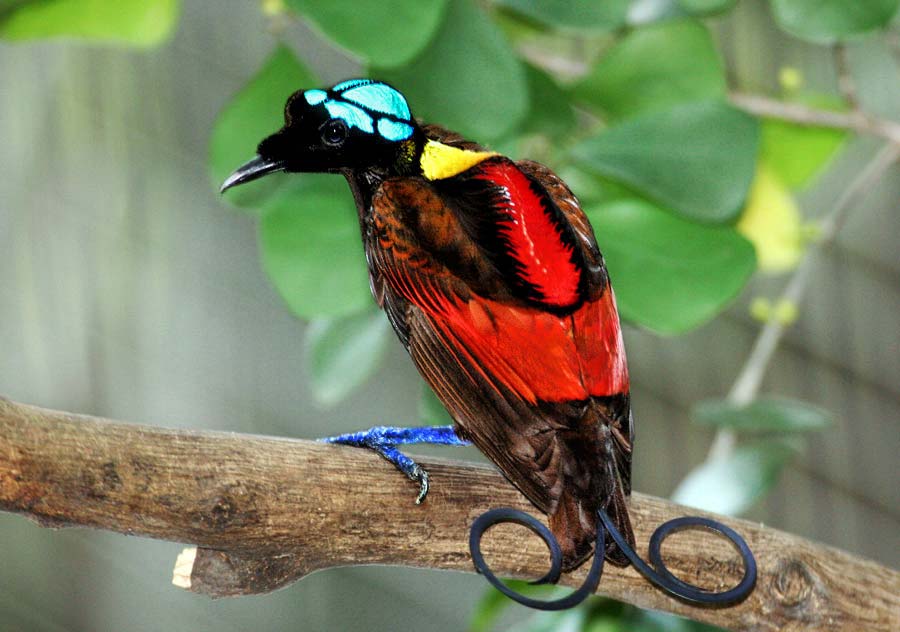 Nee Ik Ben De Mooiste Paradijsvogels Natuurwijzer nee-ik-ben-de-mooiste-paradijsvogels-natuurwijzer
