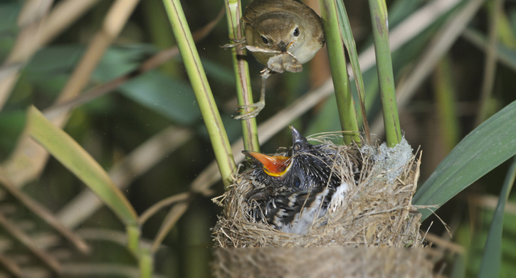 Gehoorzaam logboek Zuiver Nest bouwen is een kunst | Natuurwijzer