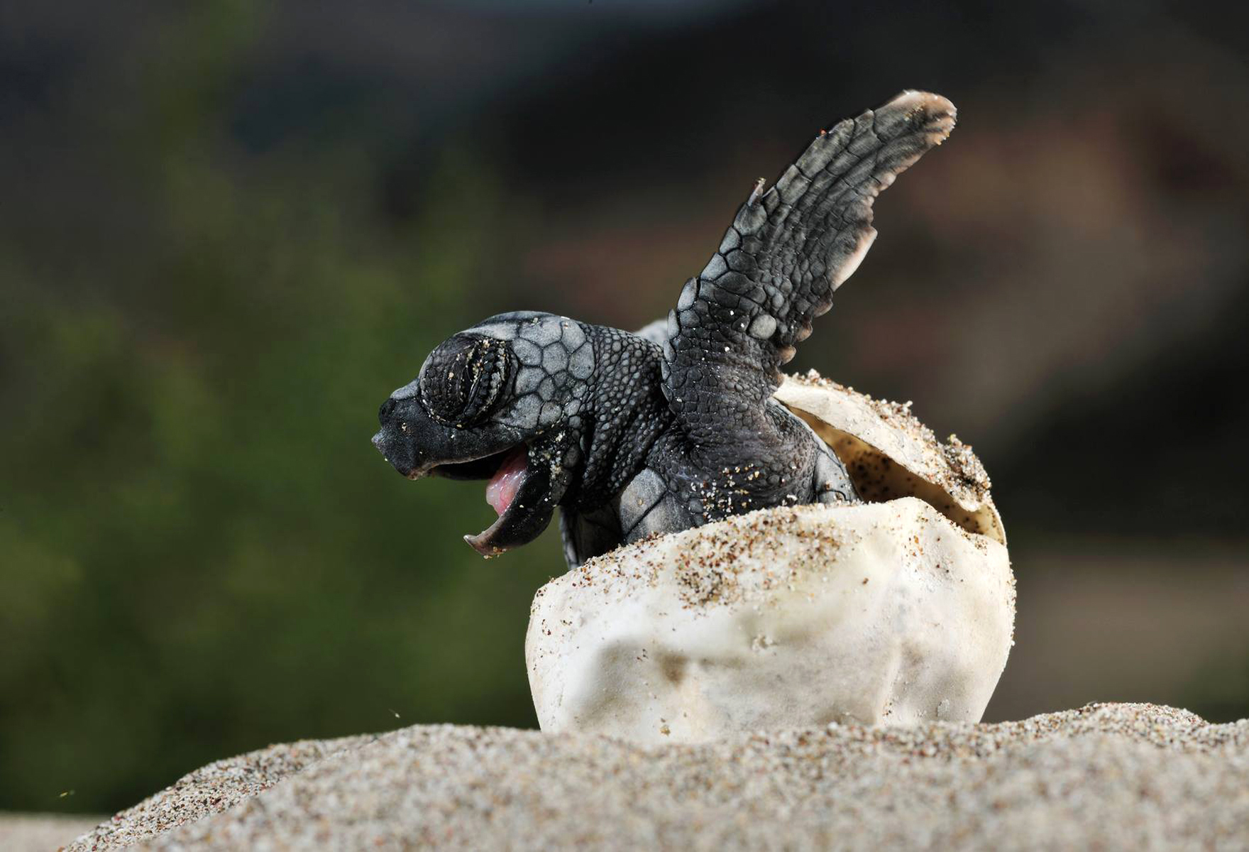 Perfect Sanctie vriendelijk Baby schildpad kruipt uit zijn ei | Natuurwijzer