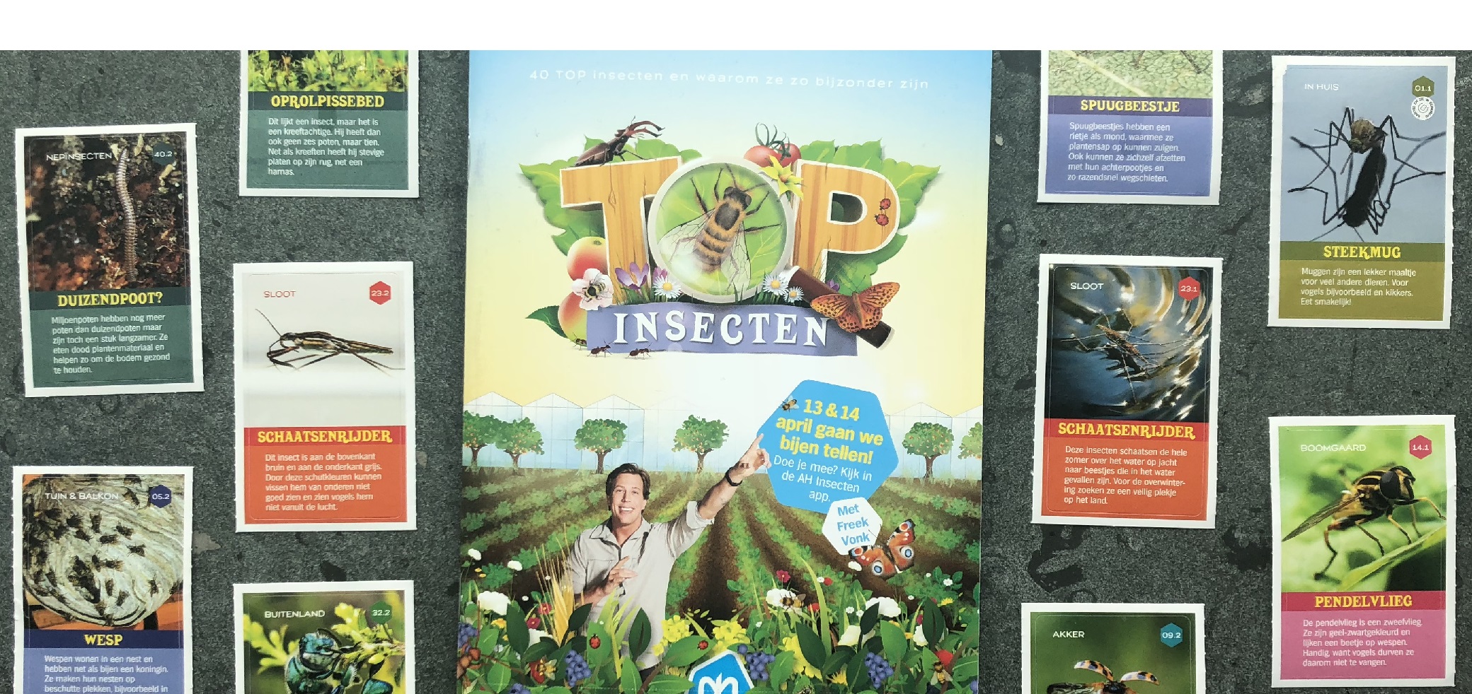 banner voor TOP insecten thema | Natuurwijzer