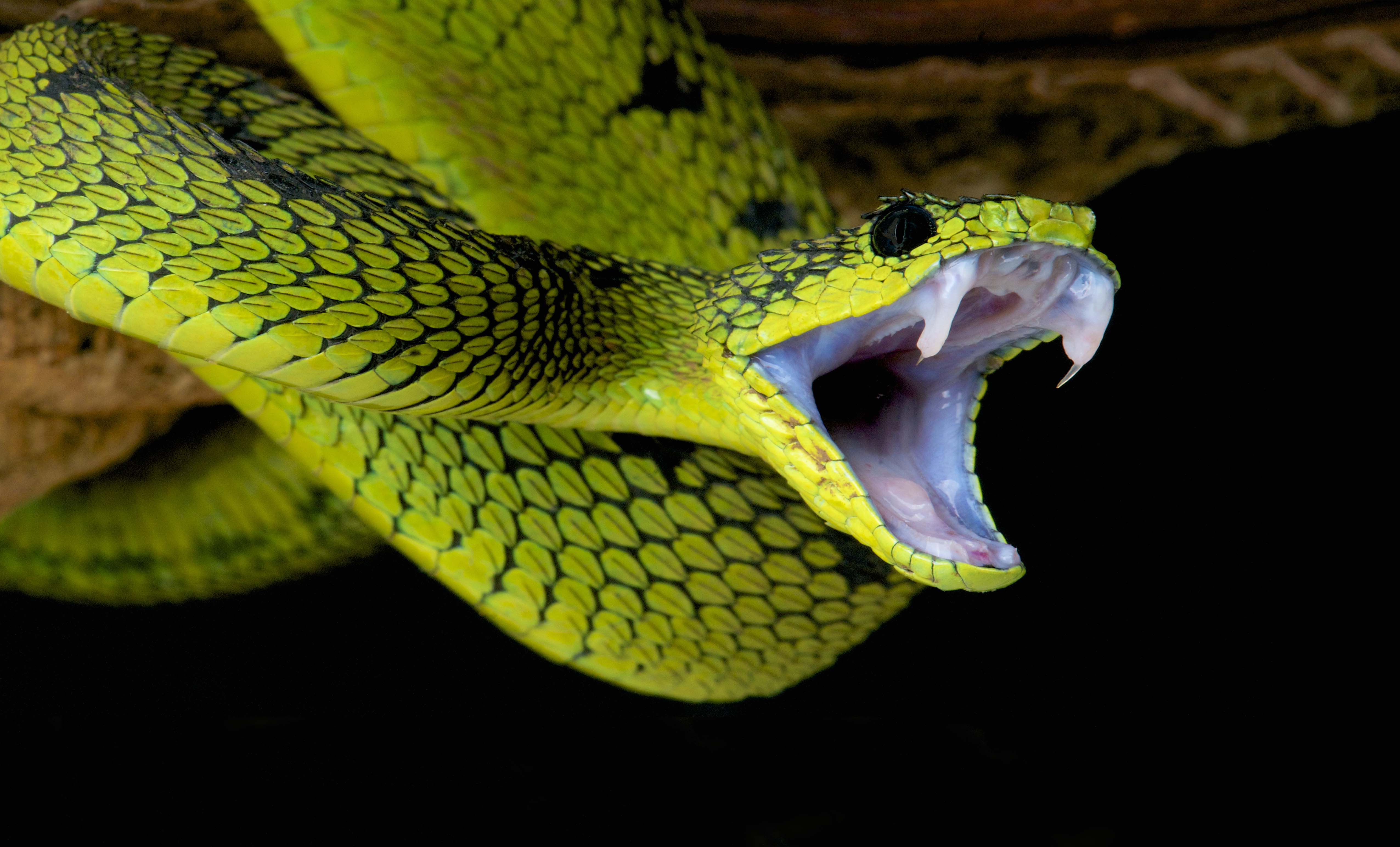 doe alstublieft niet Gemakkelijk Mammoet Unieke eigenschappen van de slangenkop | Natuurwijzer