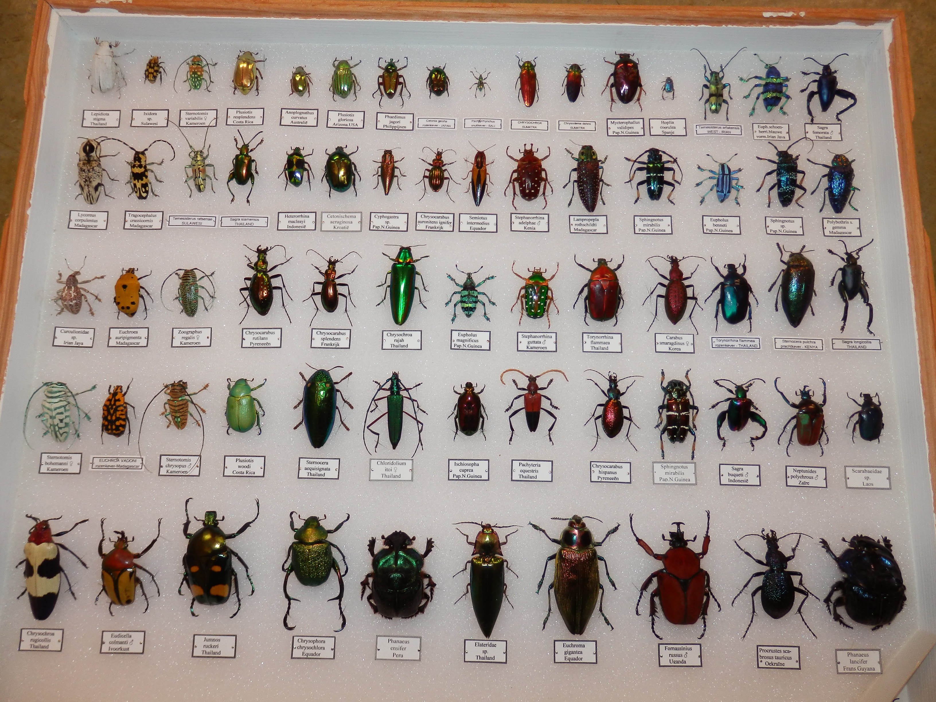 Klas stijl Detector Waarom zijn insecten zo klein? | Natuurwijzer