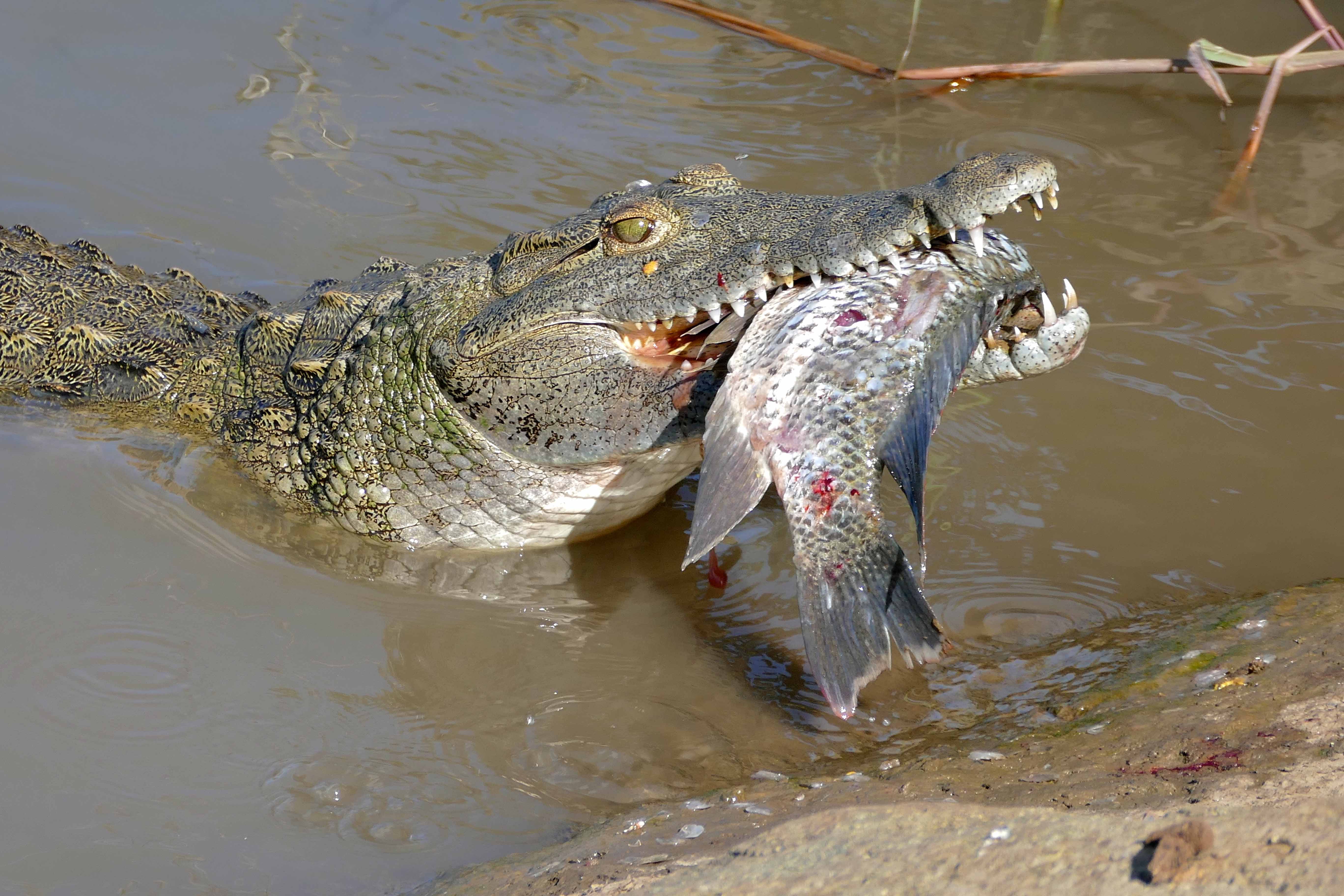 Крокодил в водоеме. Нильский крокодил Crocodylus niloticus. Нильский крокодил среда обитания. Гребнистый крокодил охота. Гребнистый крокодил питание.
