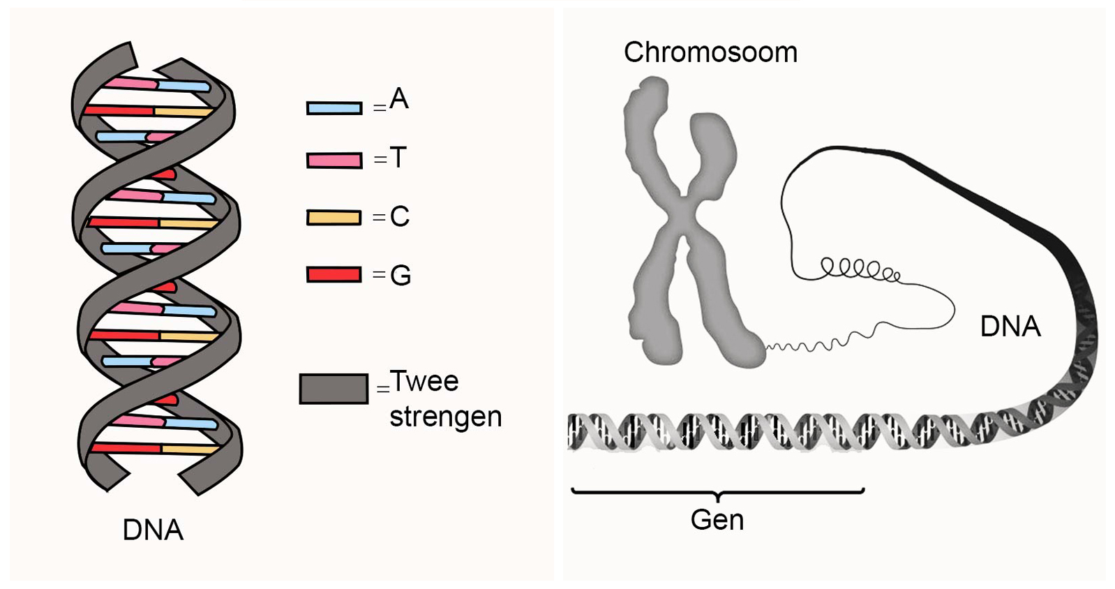 Кольцевая хромосома 2