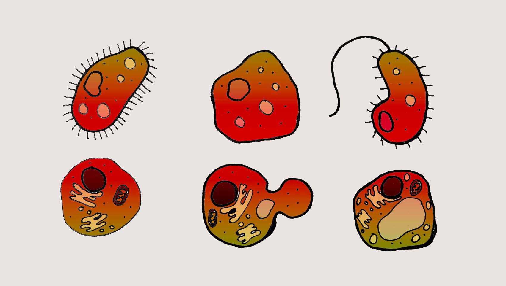 De cel: bouwsteen van het leven | Natuurwijzer