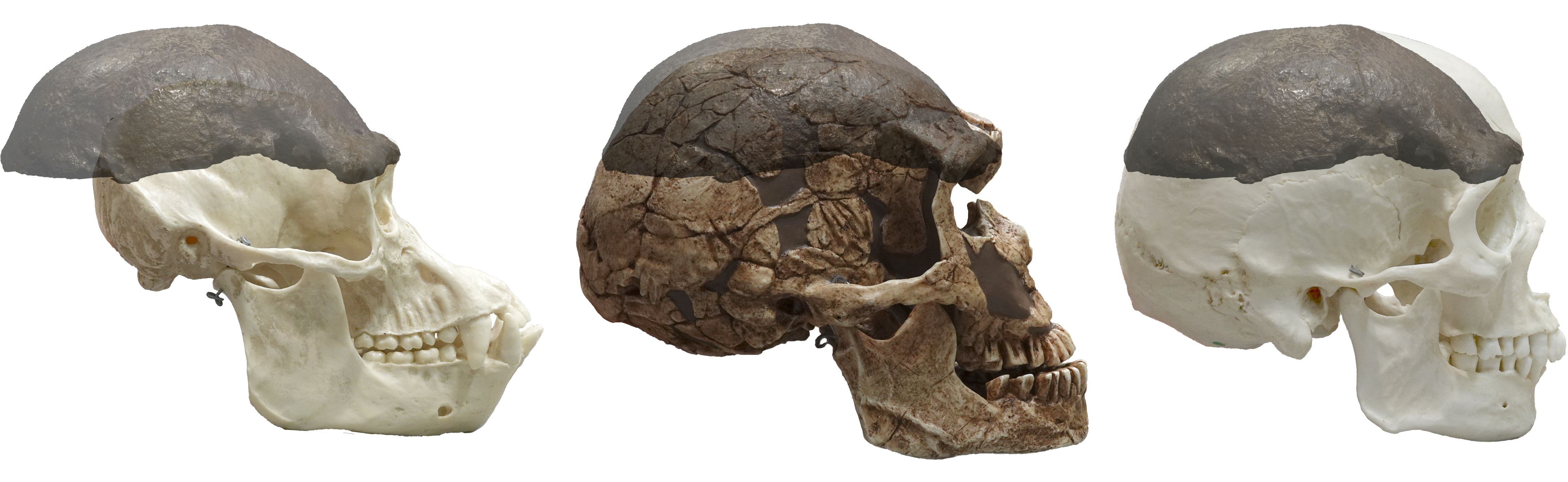 Conclusie Pathologisch Uitgestorven schedelkapje en schedels mens en chimp.png | Natuurwijzer