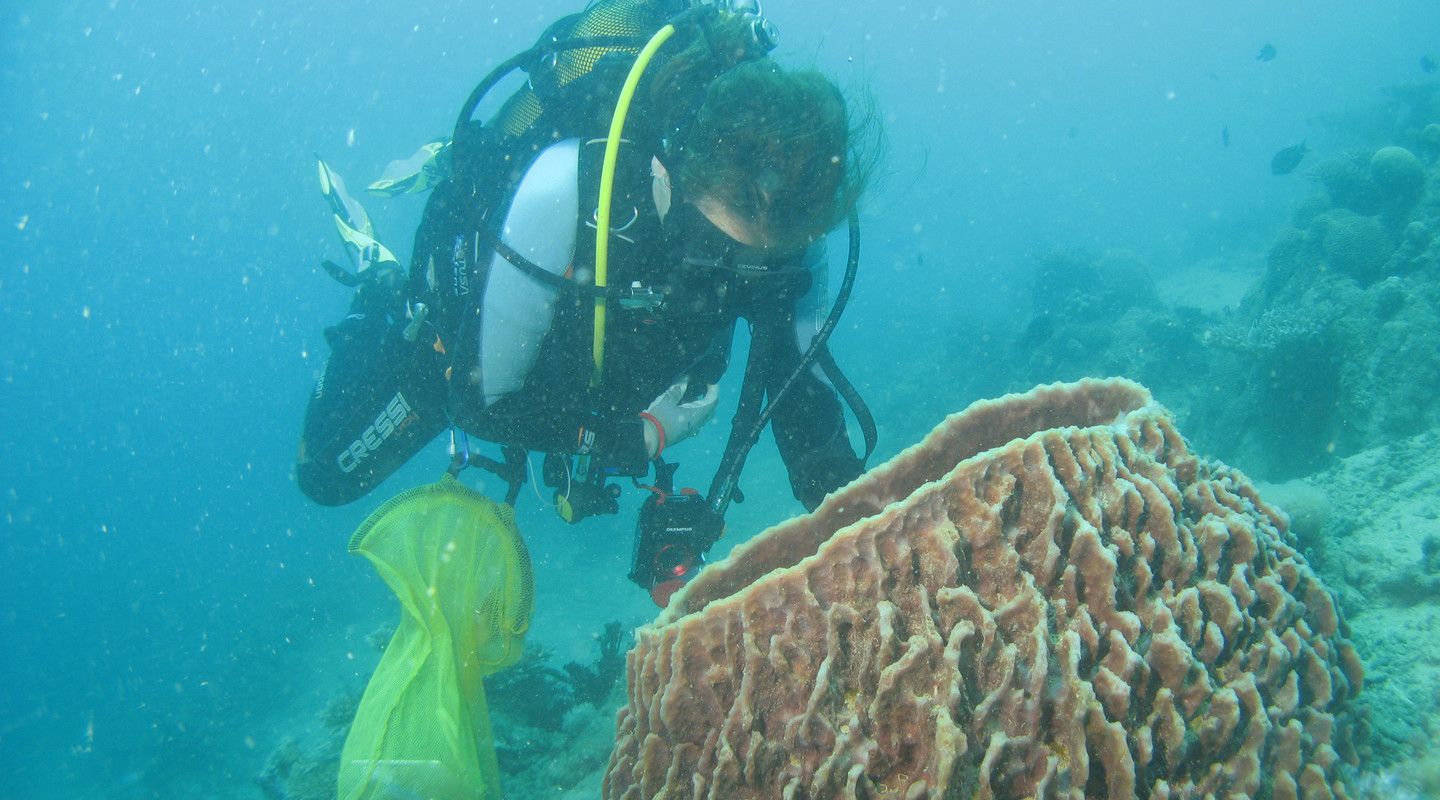 Nicole de Voogd onderzoekt een spons bij Mayotte