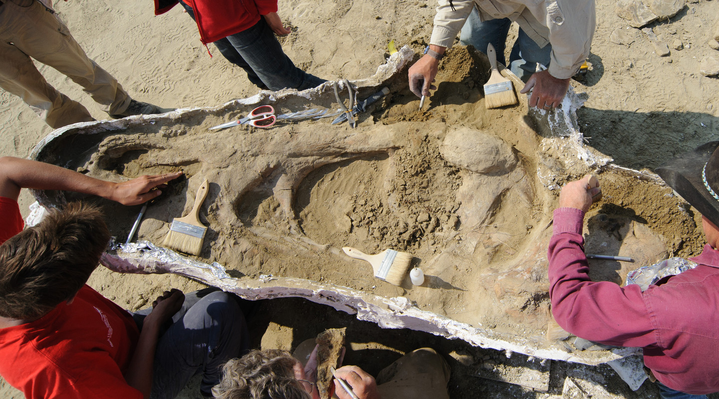 T. rex schedel, Montana, Amerika