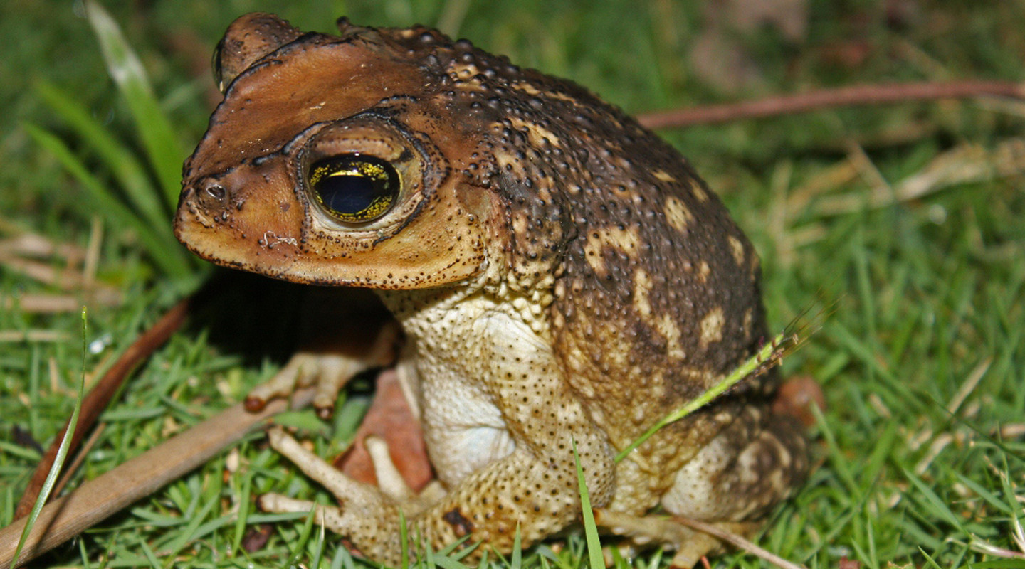 Druppelpad, Spotted toad