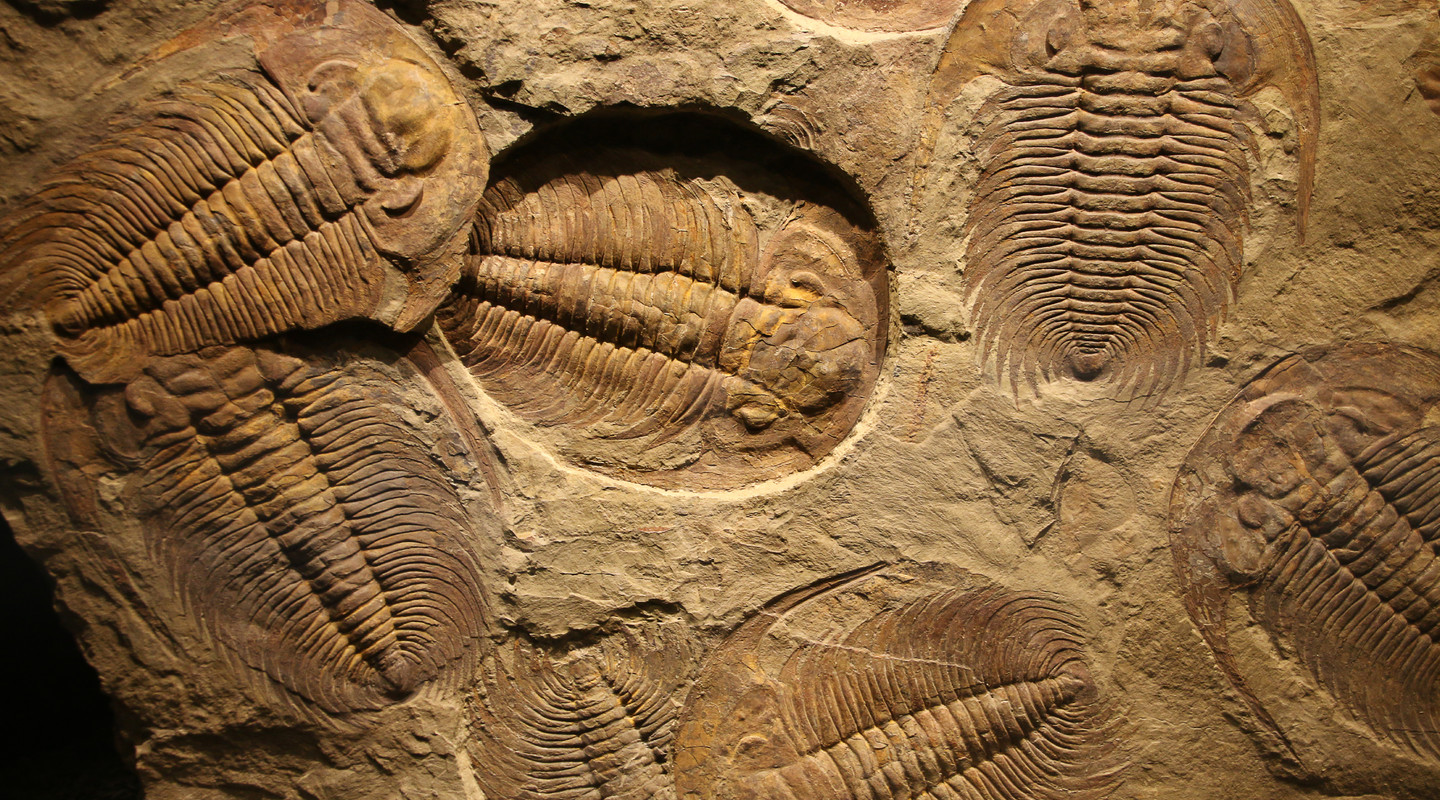 Trilobieten