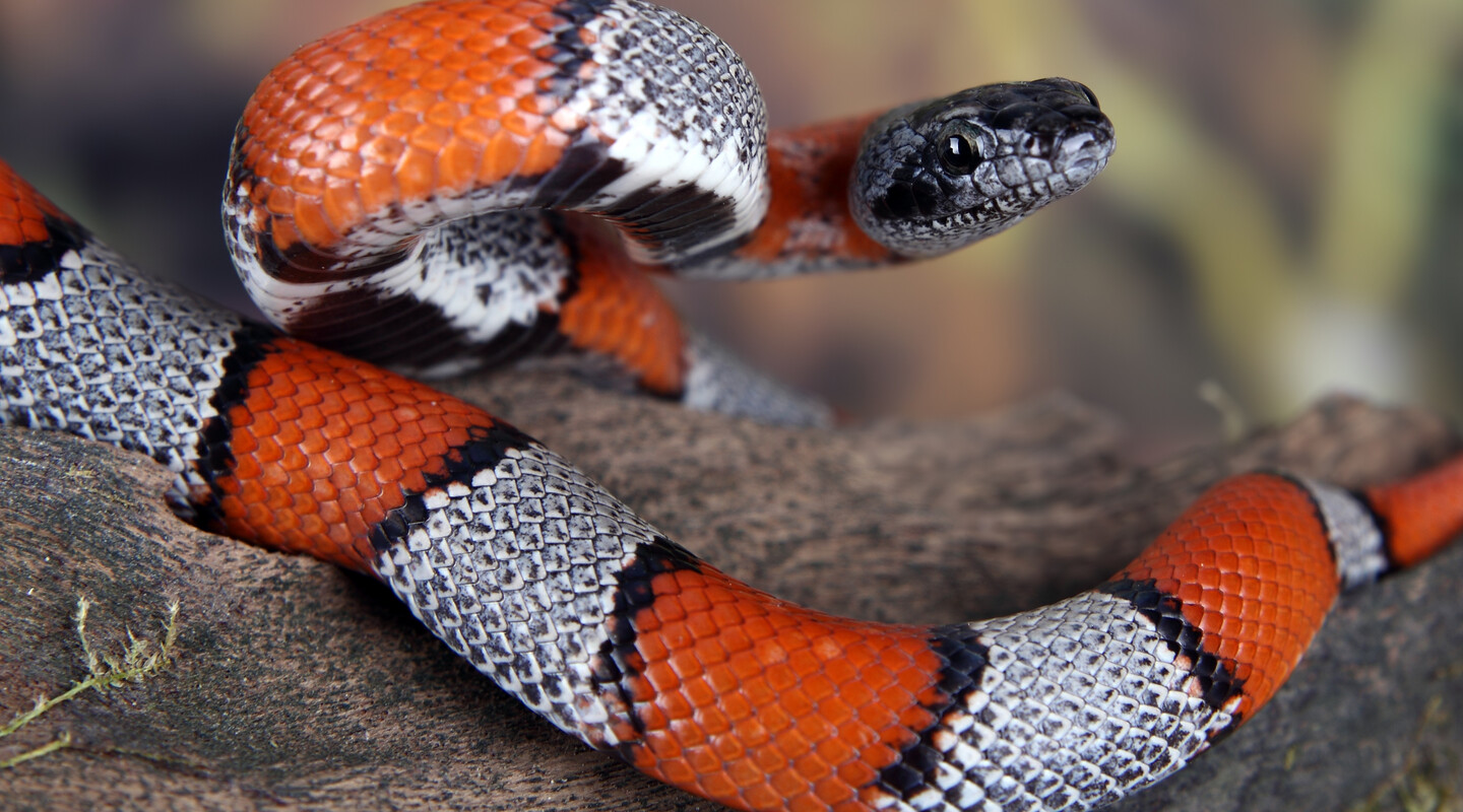 Koningsslang 2 (Lampropeltis alterna)