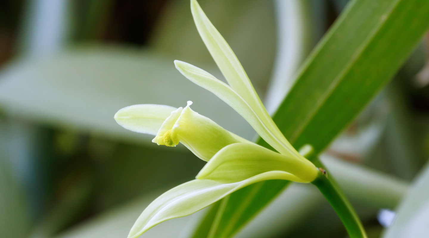 Vanille-orchidee