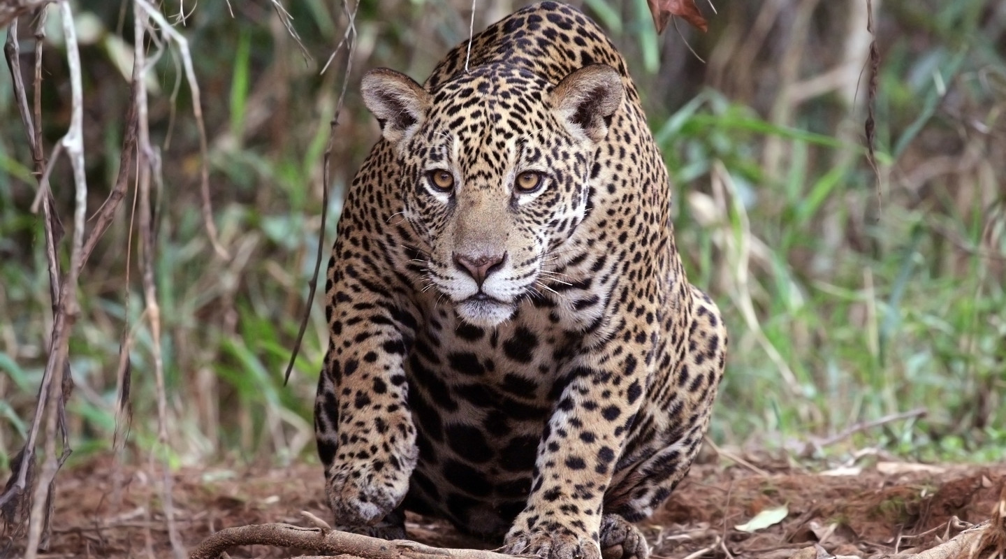 De jaguar: onmisbaar in de Amazone | Natuurwijzer