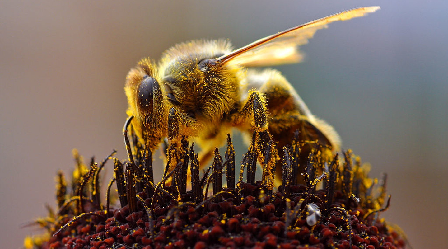 Bijen verzamelen stuifmeel