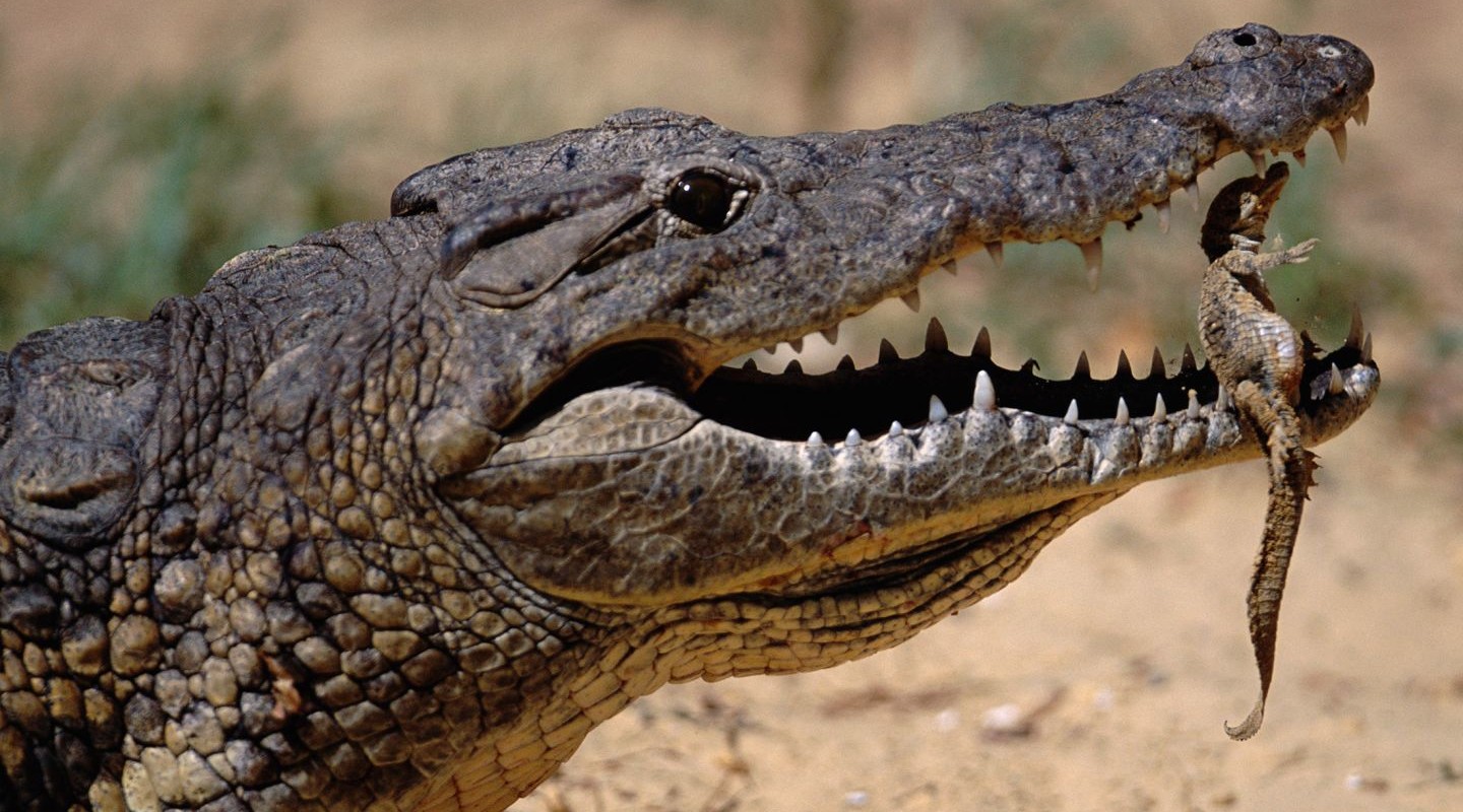Krokodil met jong