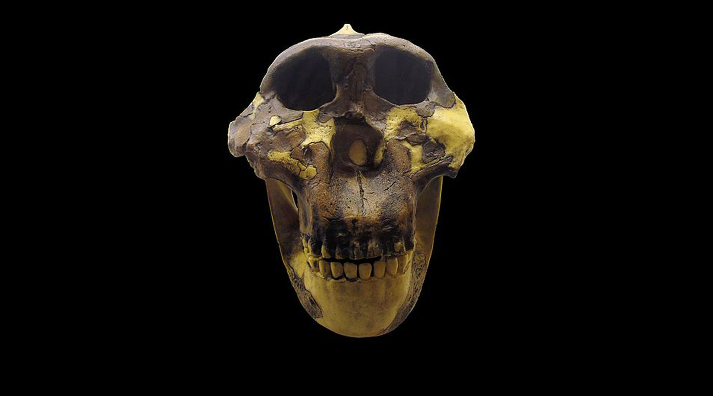 Paranthropus bosei schedel
