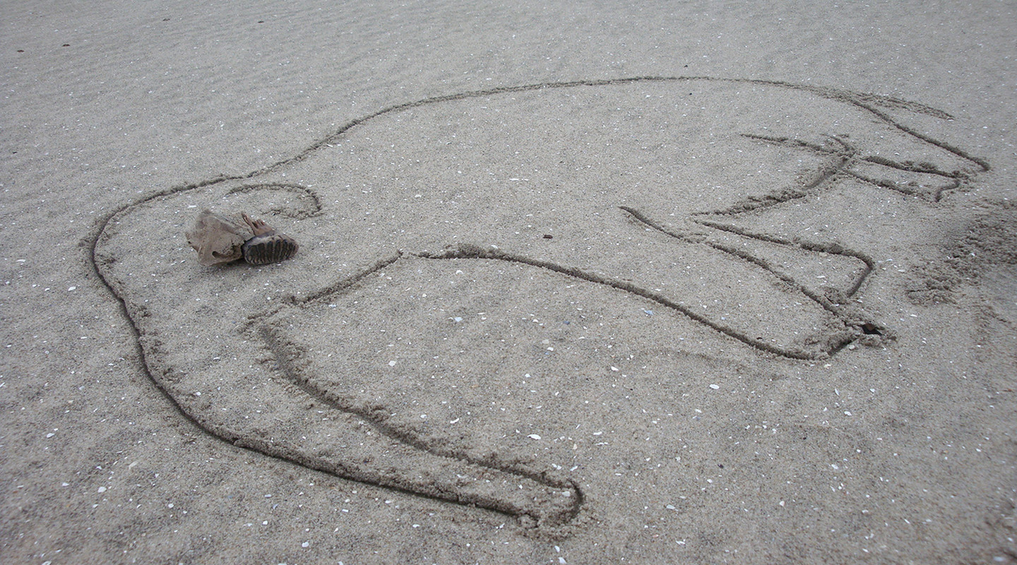 Mammoetkies gevonden op het strand.