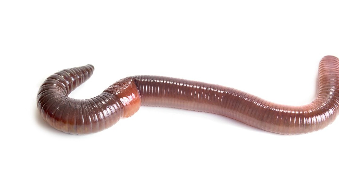 Regenworm (Lumbricus terrestris) 