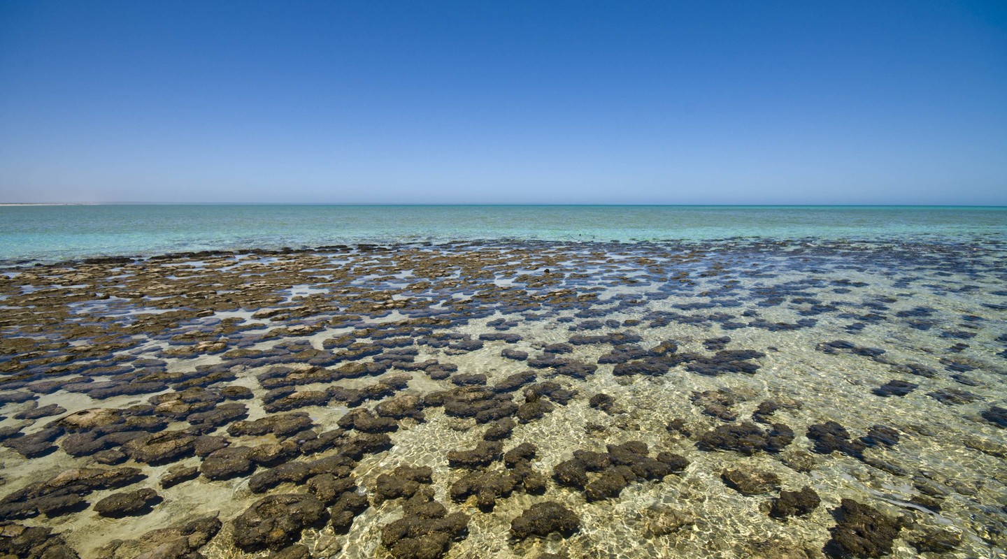 Stromatolieten in Shark Bay, Australië