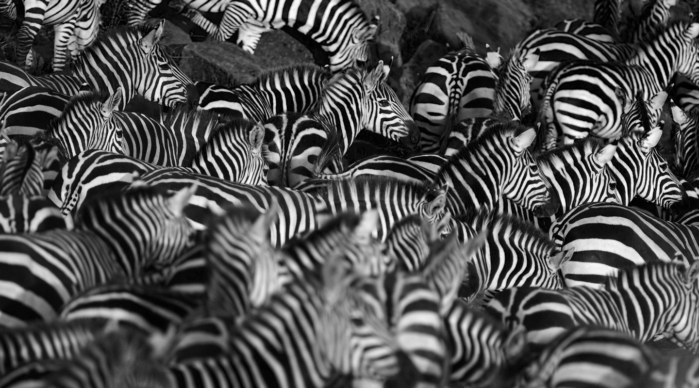 Zebra's bij elkaar