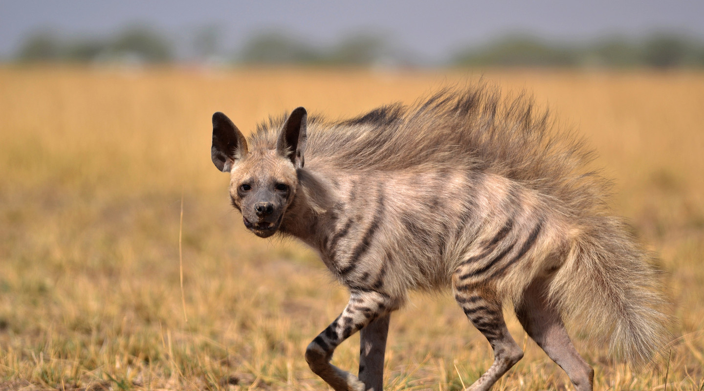 Een gestreepte hyena op pad