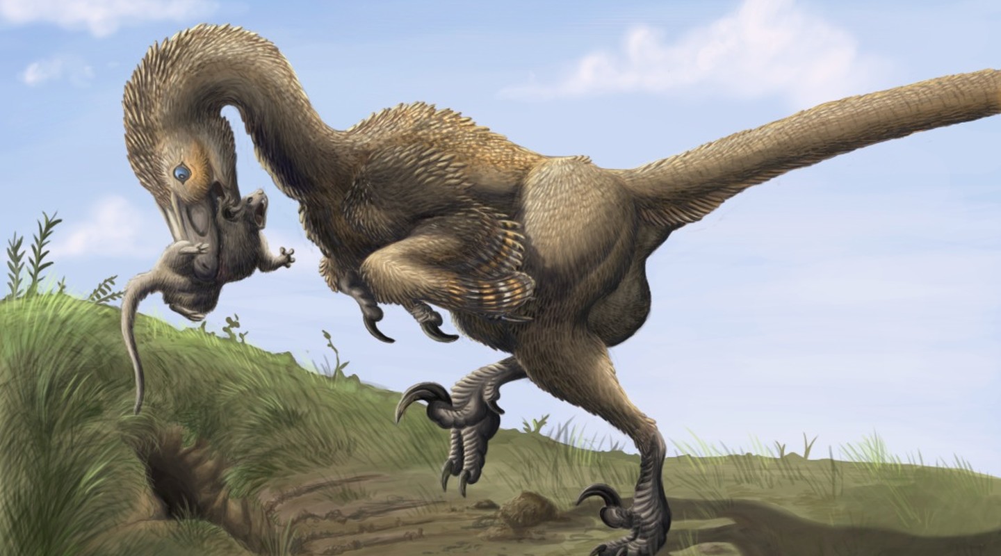 De dinosaurus Saurornitholestes graaft een zoogdier op