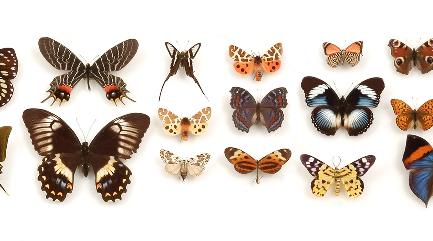 Insectenlade detail uit de collectie van Naturalis