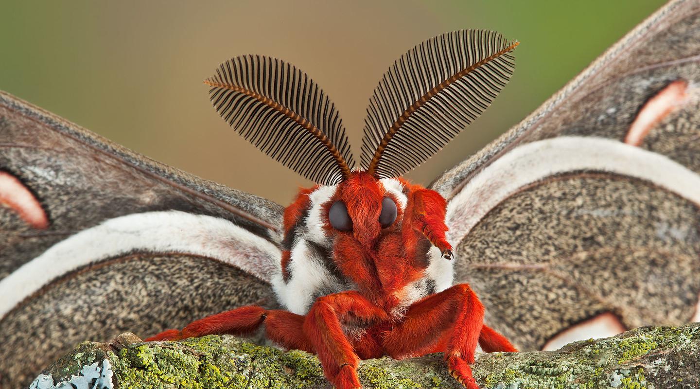 Deze mot heeft geen oren op zijn hoofd, maar grote antennes waarmee hij ruikt