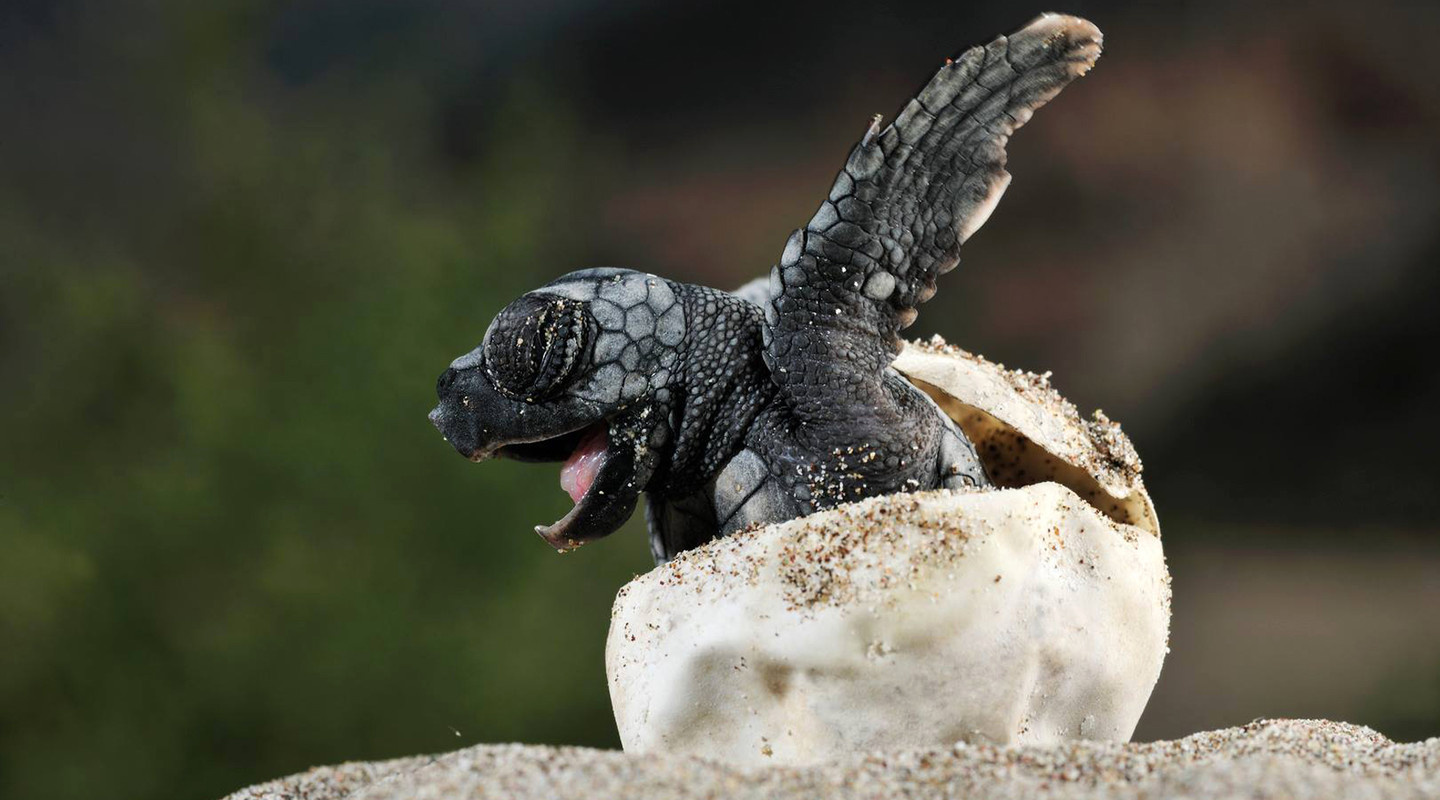 Baby schildpad kruipt uit zijn ei