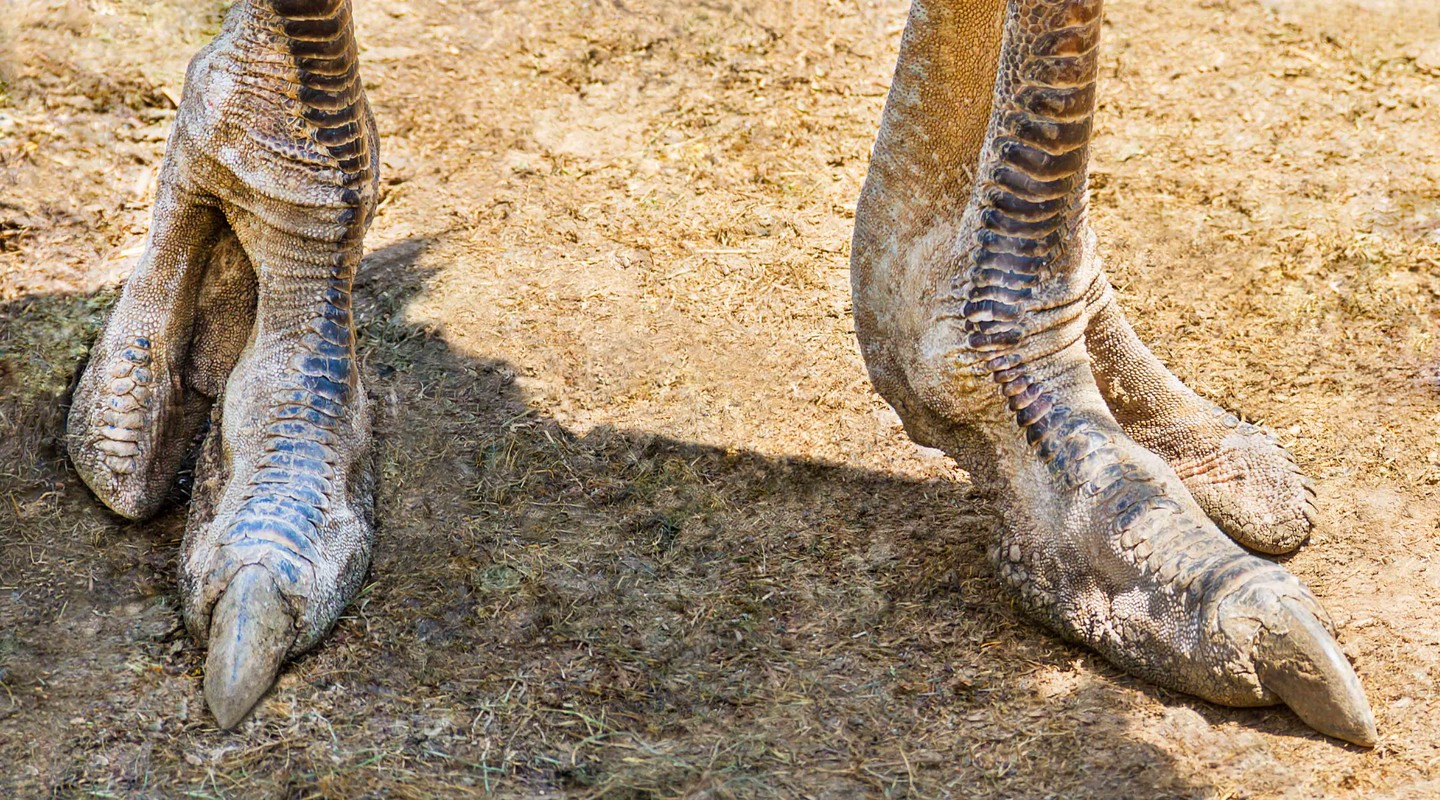 Struisvogel voeten