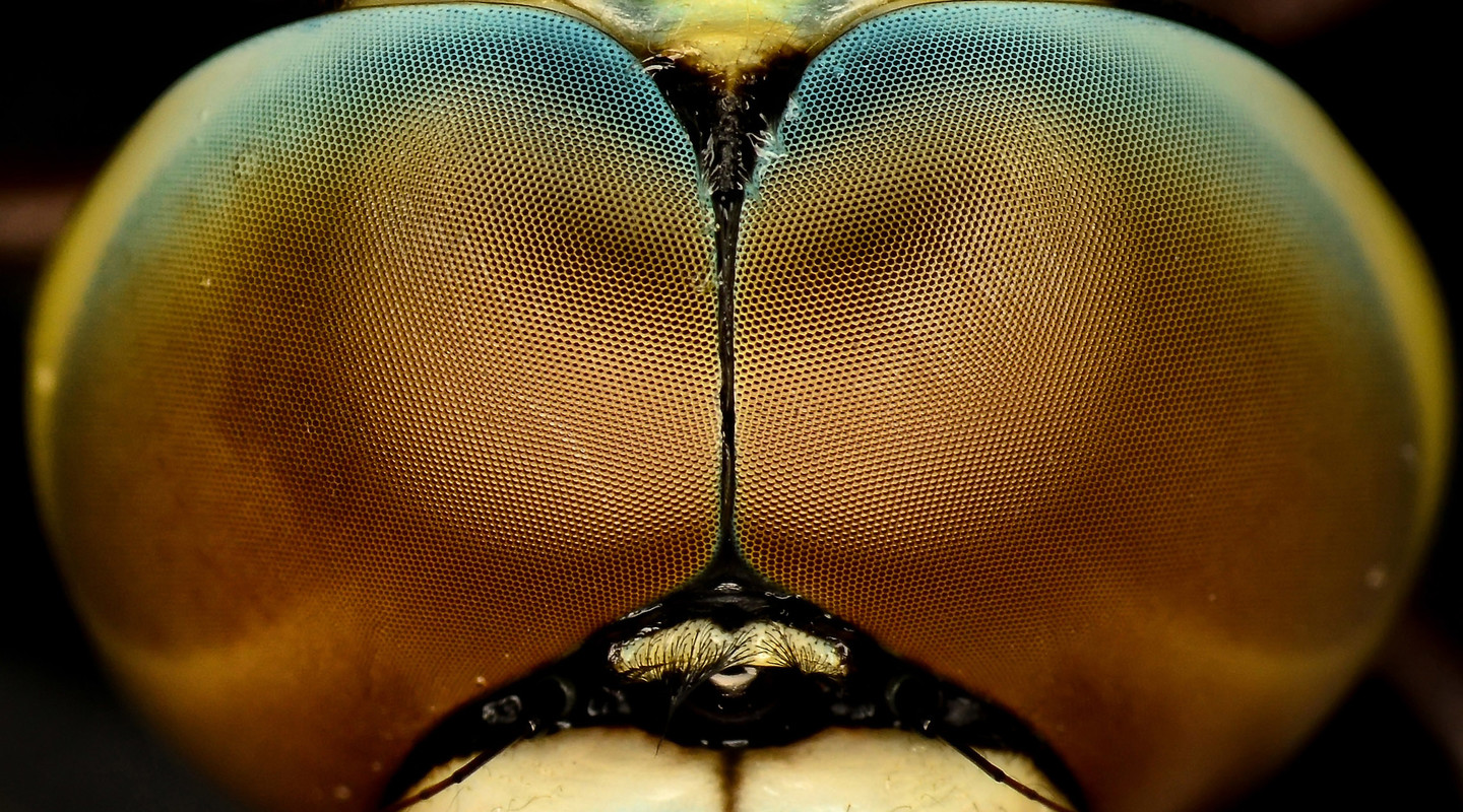 De facetogen van een libelle