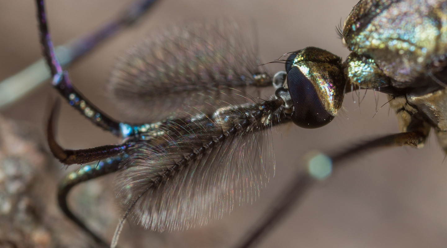 De antennes van een muggenmannetje