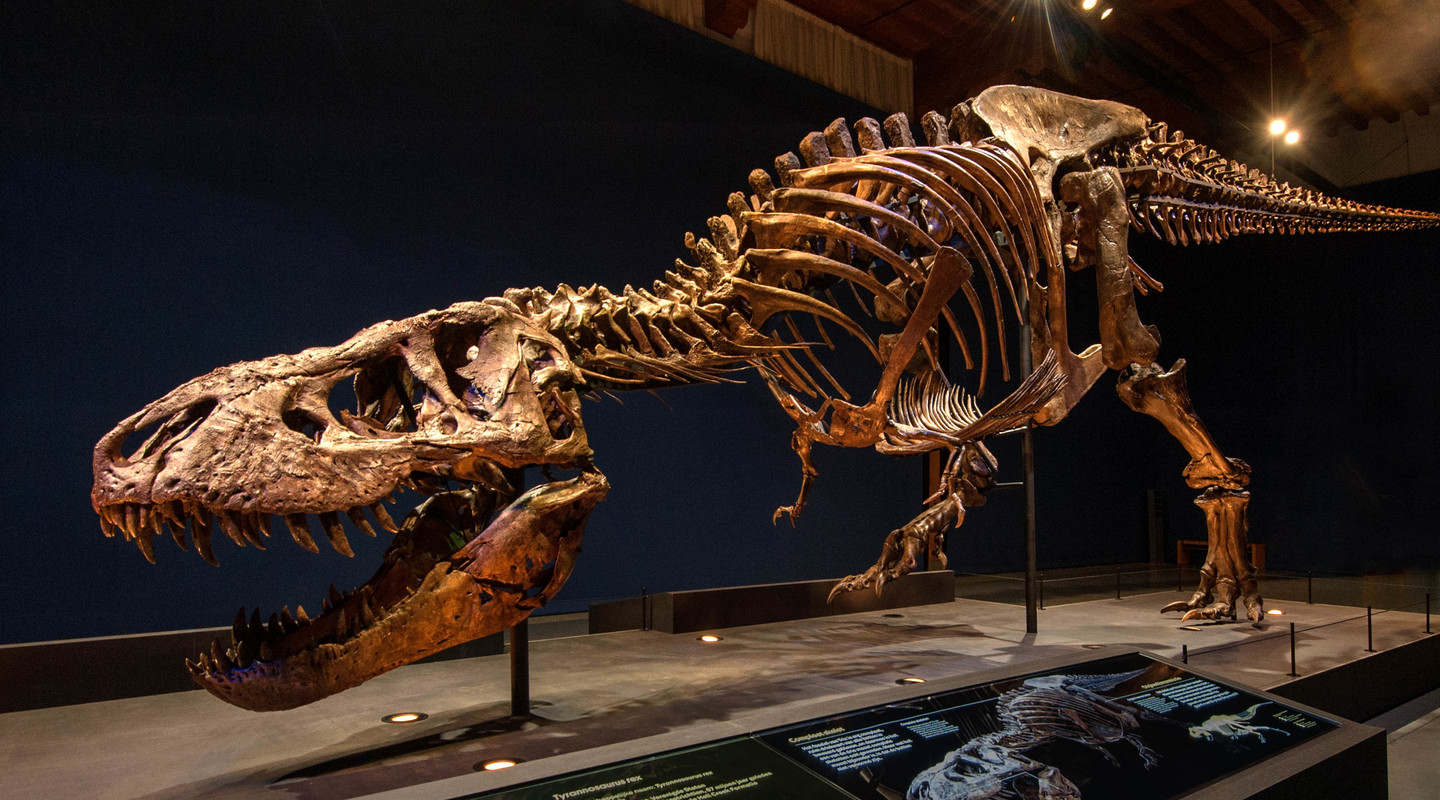 Tyrannosurus rex Trix