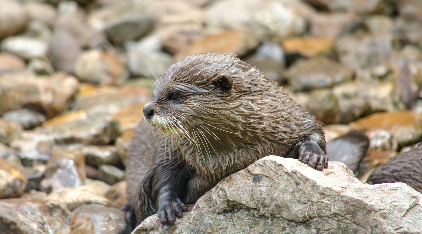 Otters gebruiken hun poep om hun buren te waarschuwen.