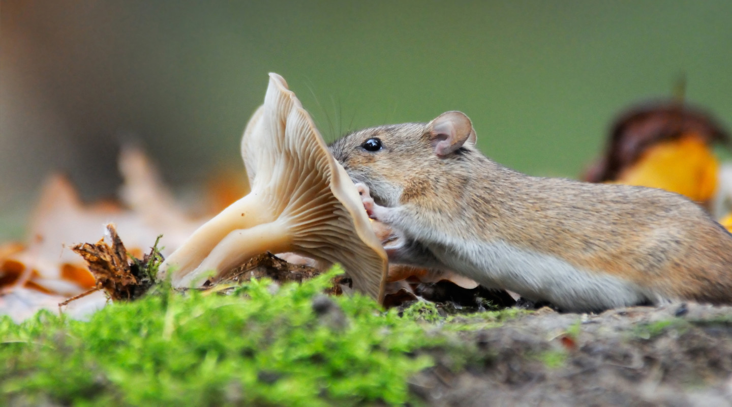 Een muis die een paddenstoel opeet.