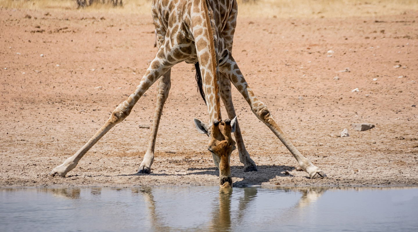 Een drinkende giraffe