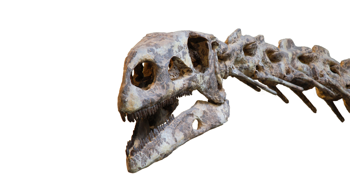 Kop van Plateosaurus.