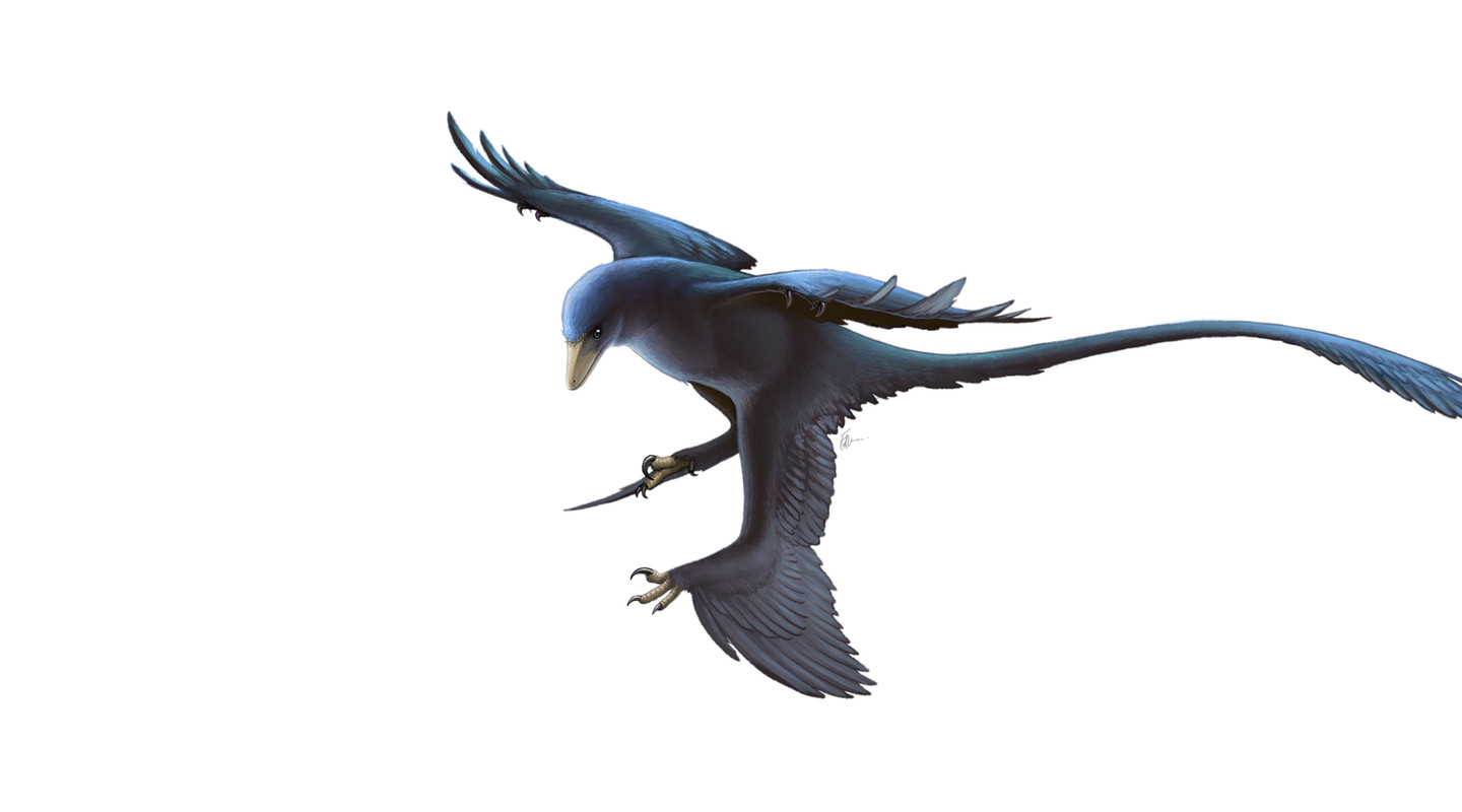 Microraptor gui, een klein, vleesetend vliegend reptiel met vier vleugels.  