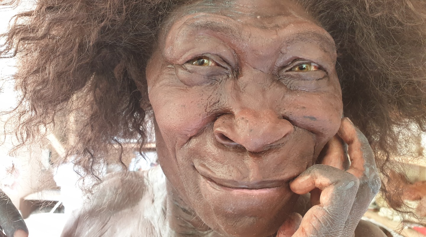 Het gereconstrueerde gezicht van Homo erectus
