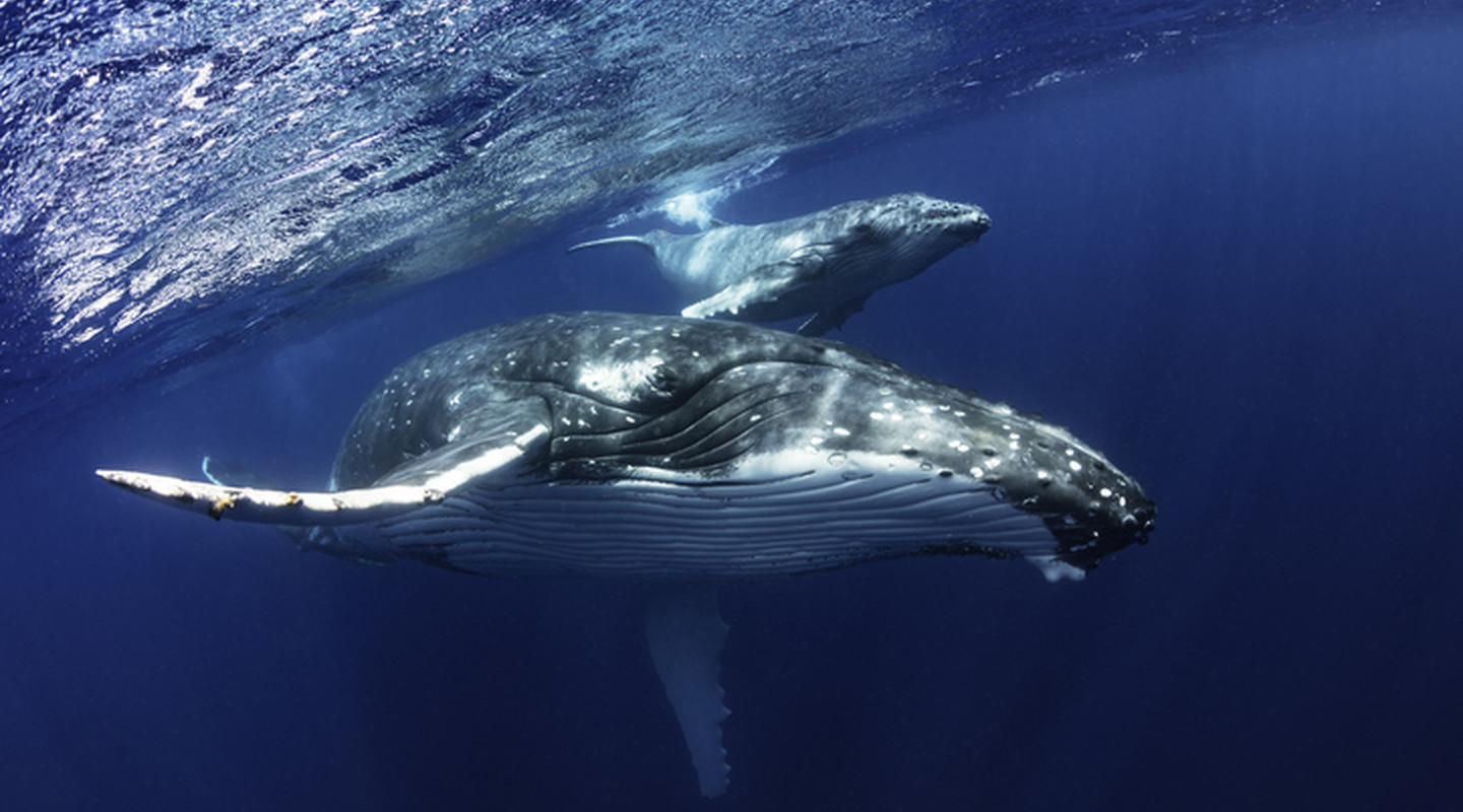 Geheimen van de baleinwalvis Natuurwijzer Geheimen van de baleinwalvis Natuurwijzer